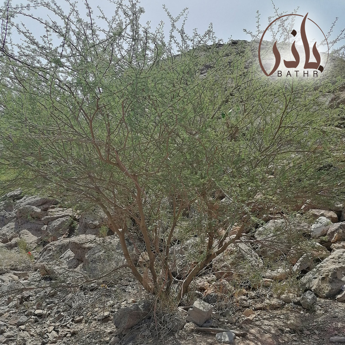 بذور السمر