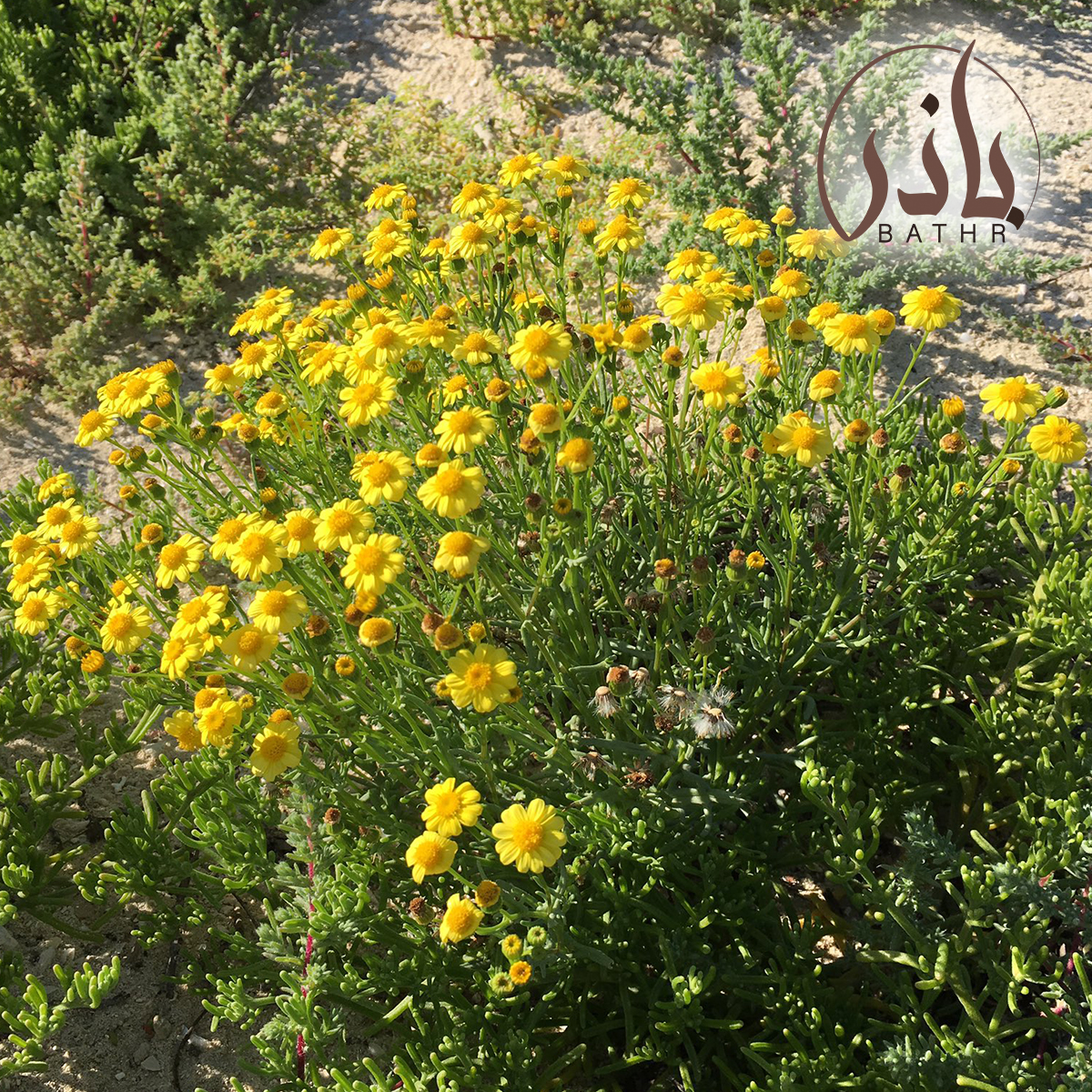 بذور نبات اليعضيد - العضيد