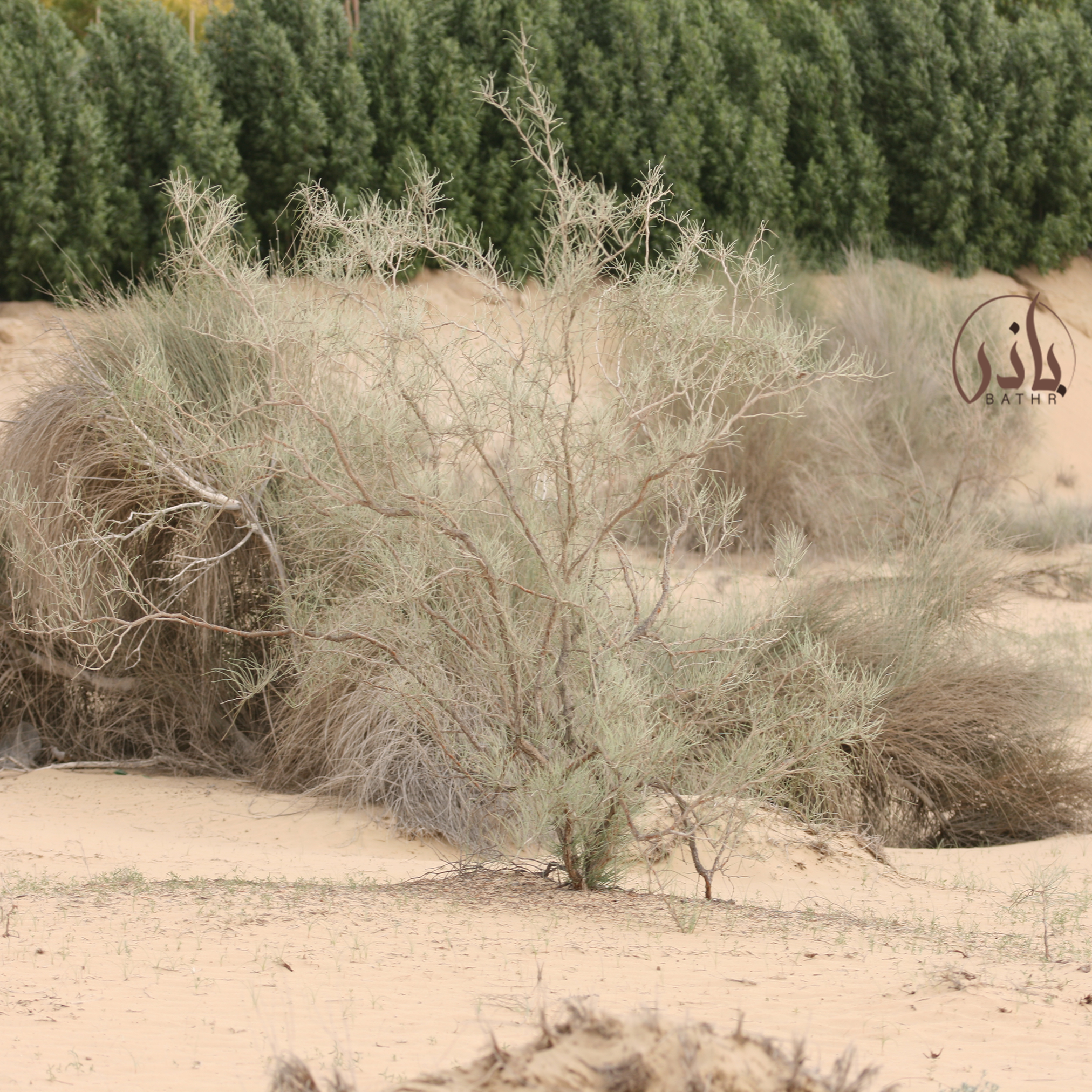 شجيرة الأرطى العملاق