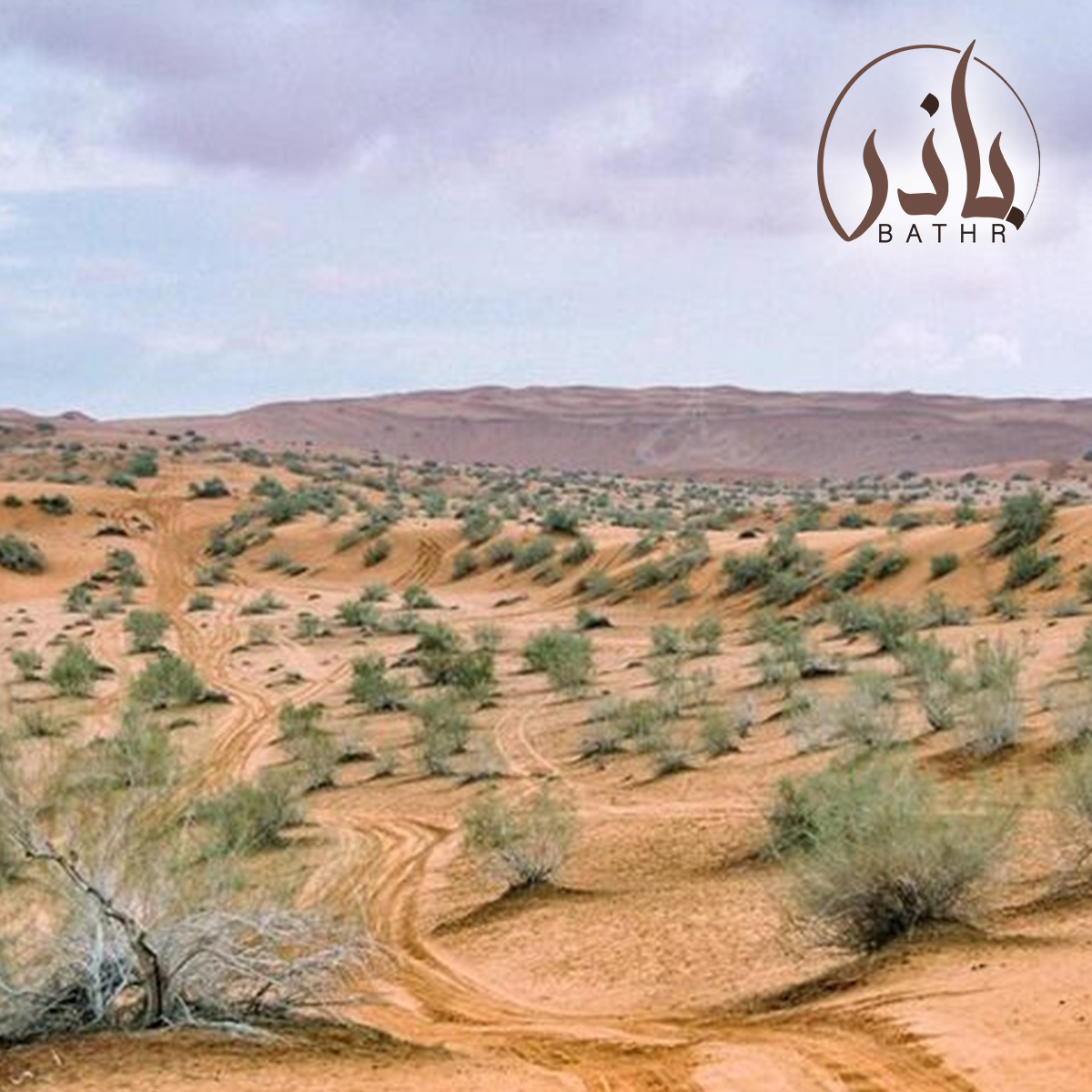 بذور شجرة الغضا