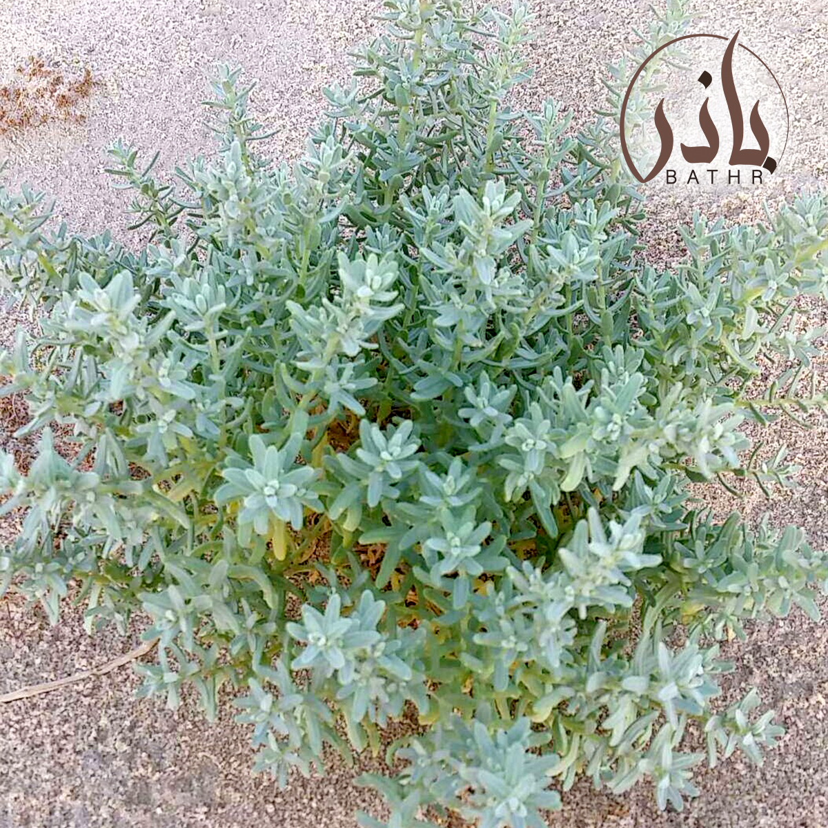 بذور نبات الطحمة