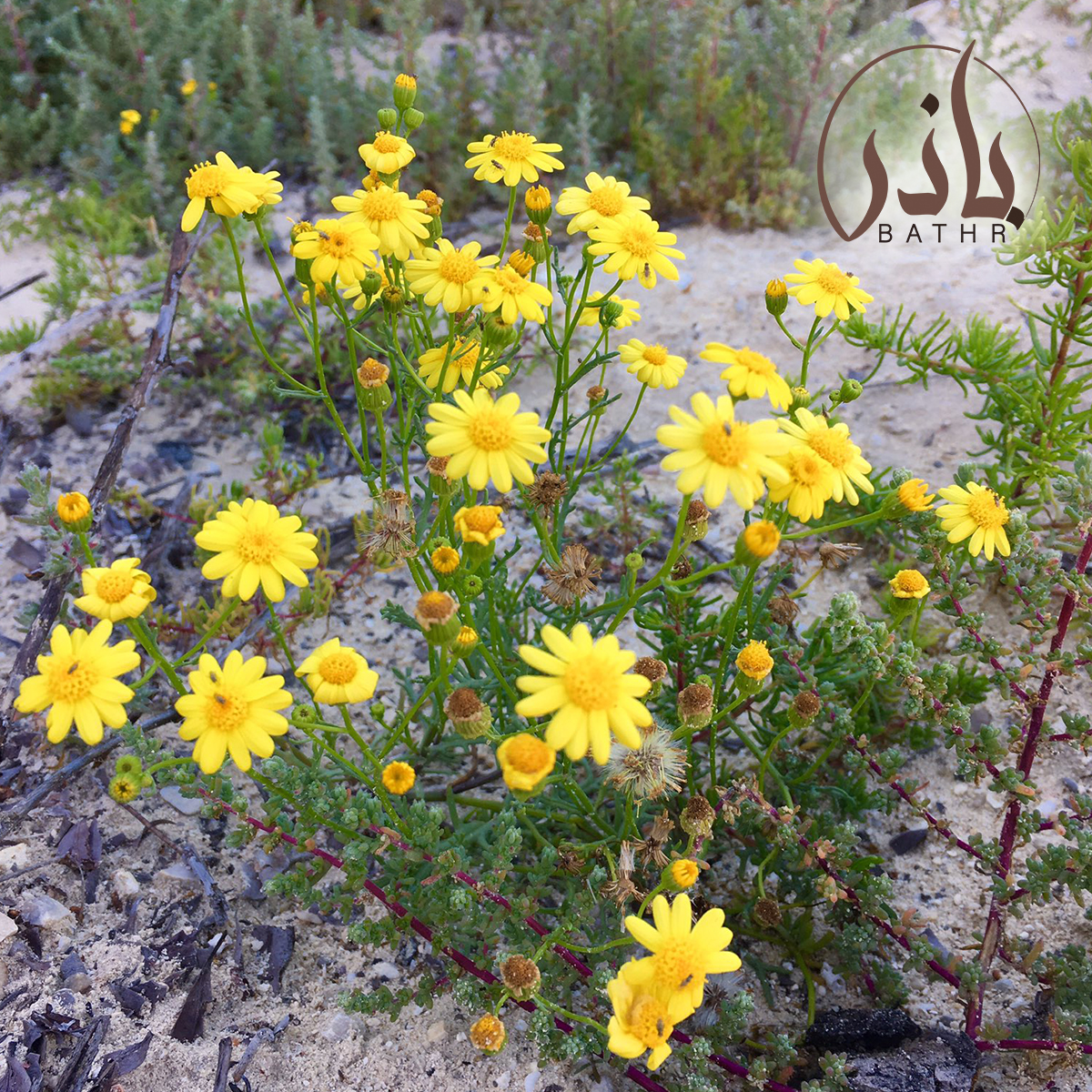 بذور نبات اليعضيد - العضيد
