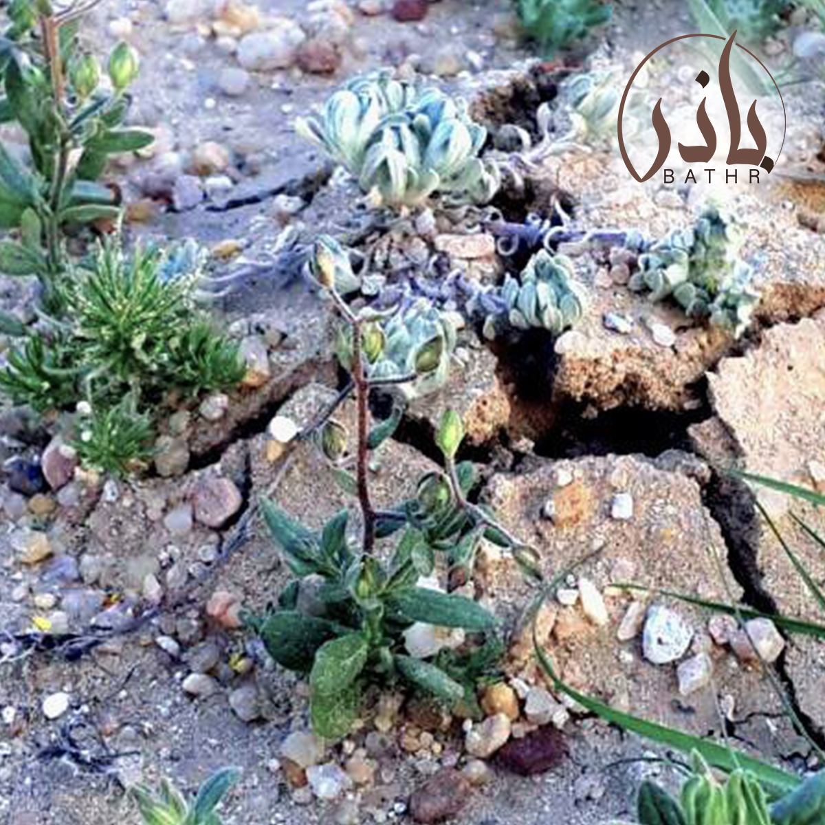عشبة الارقة - الجريد