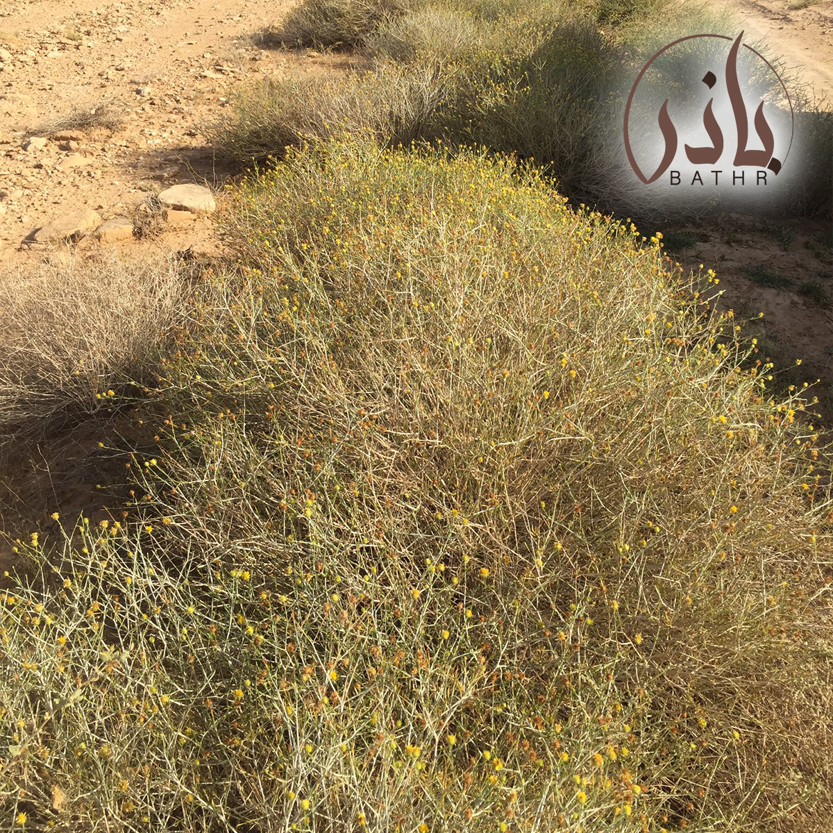 بذور نبات العرفج