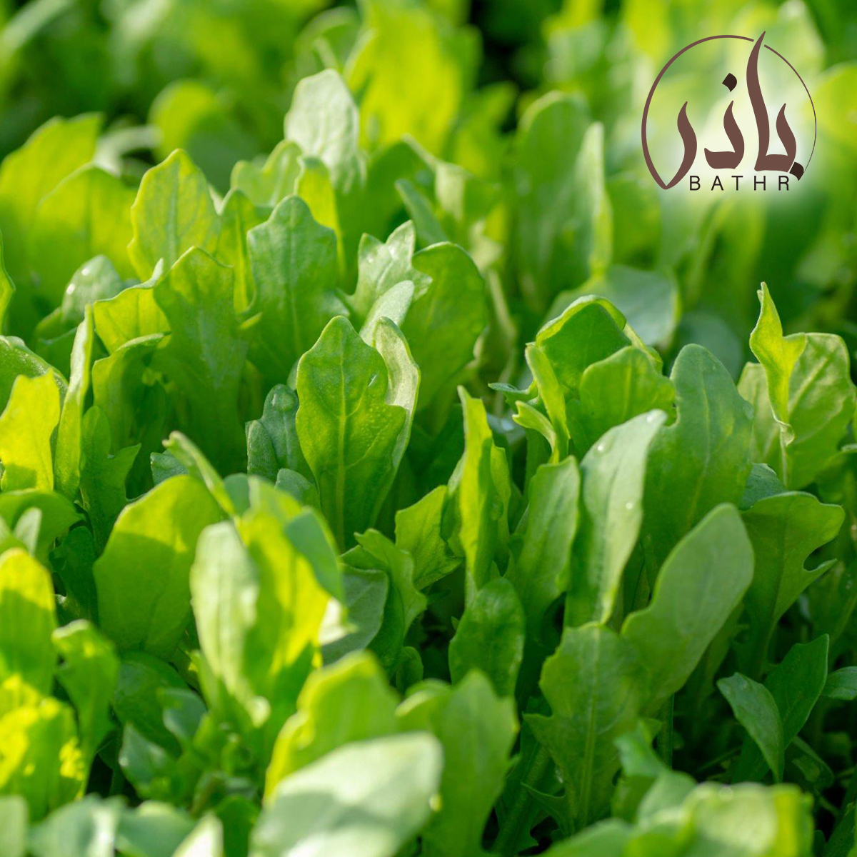 بذور الجرجير