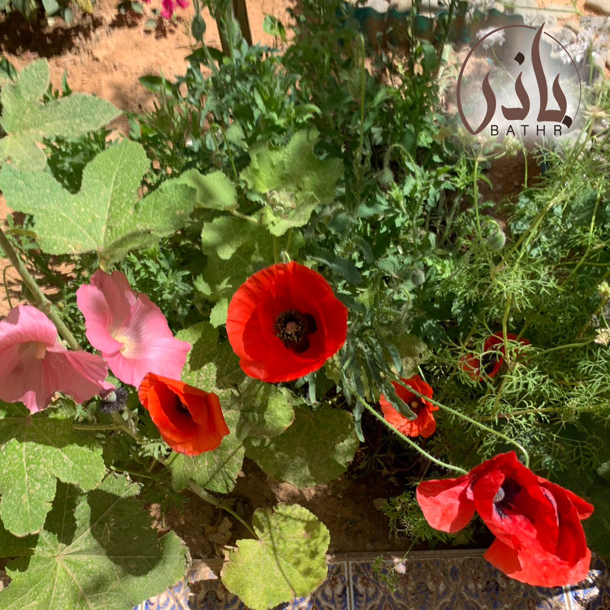 بذور الديدحان