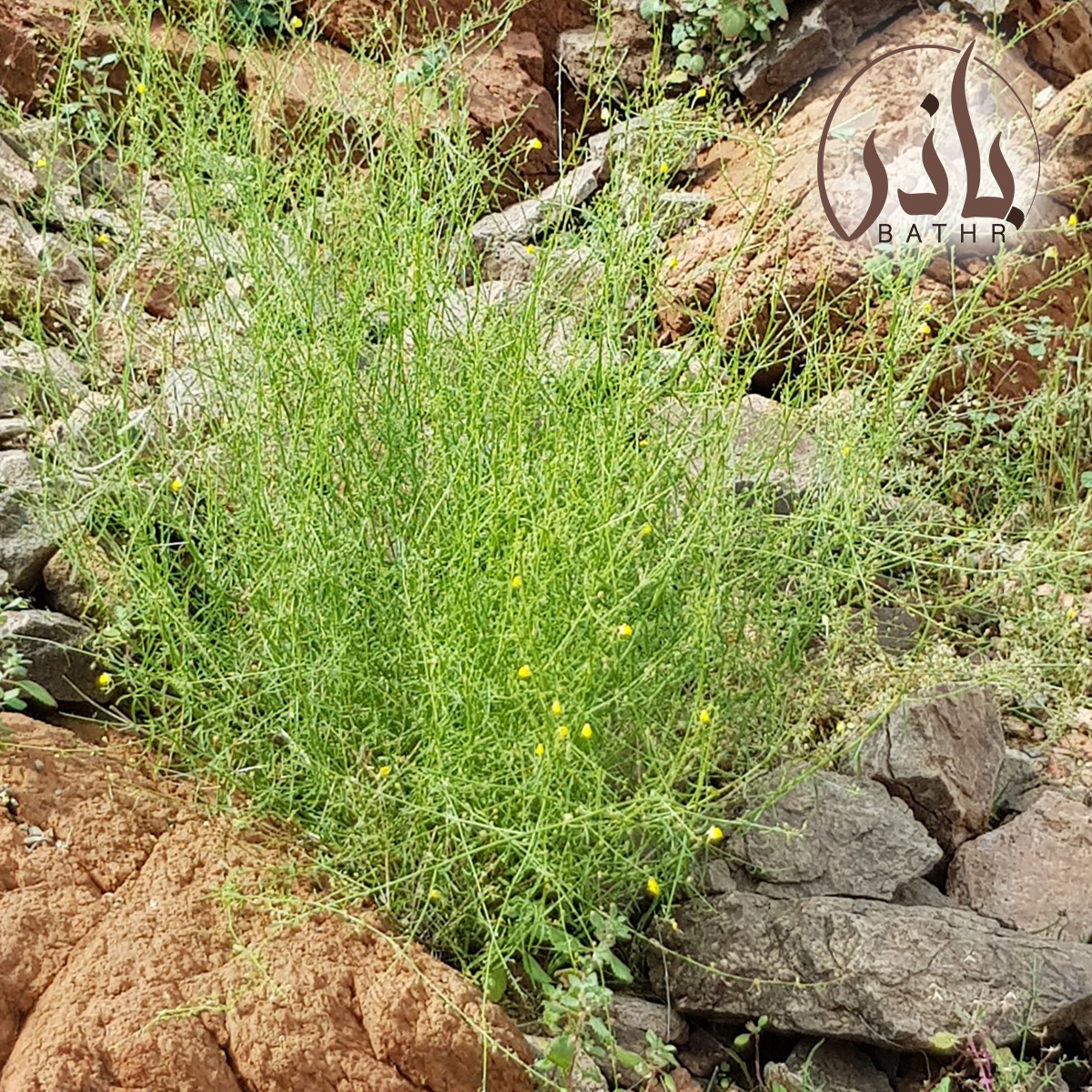 عشبة الجثجاث