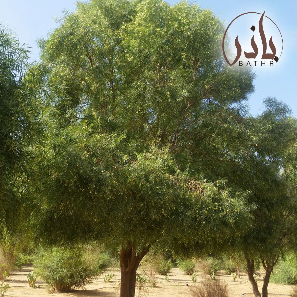 شجرة السنط الملحي