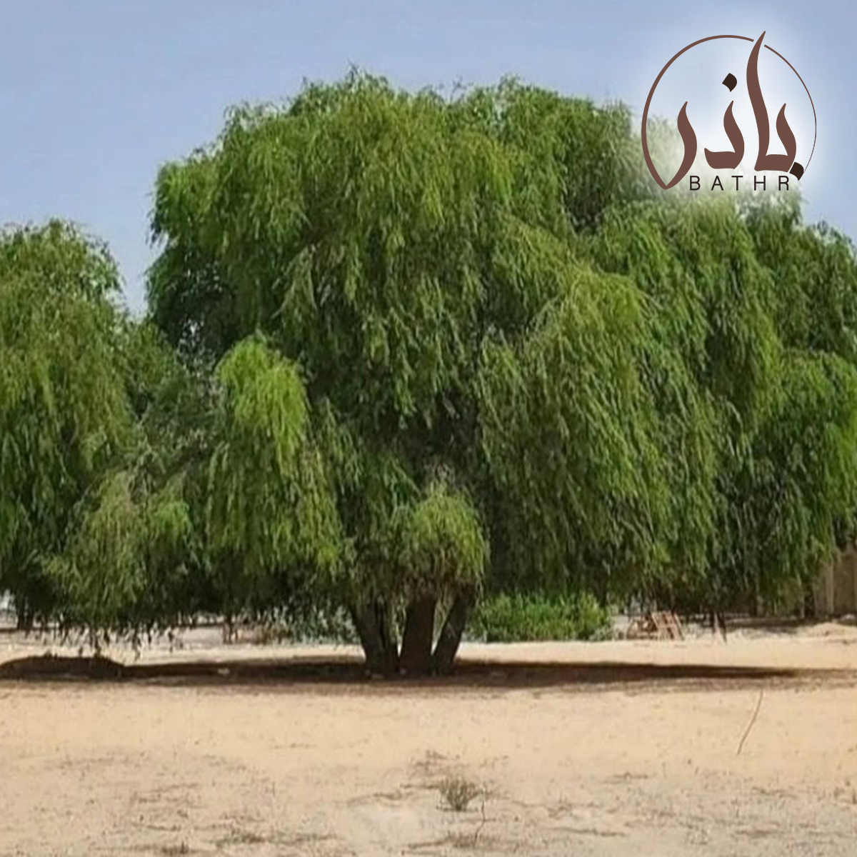 بذور الغاف الخليجي
