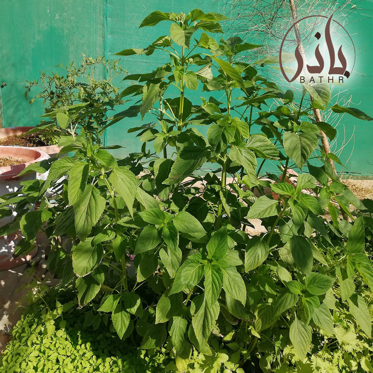 بذور الشيا
