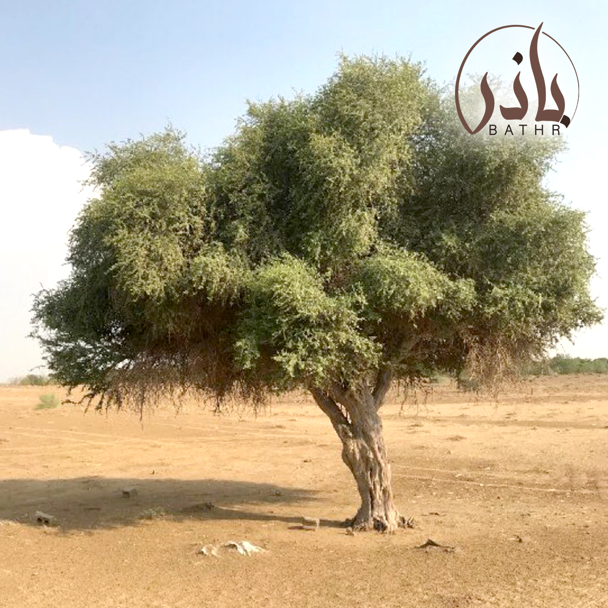 بذور شجرة السرح