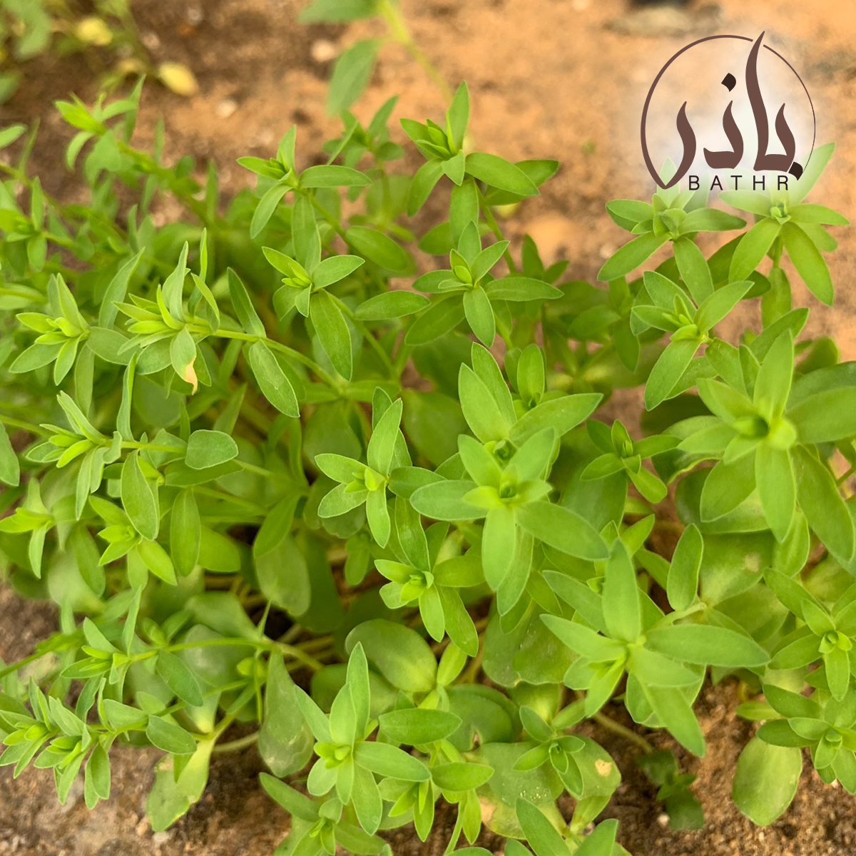 بذور الكتان