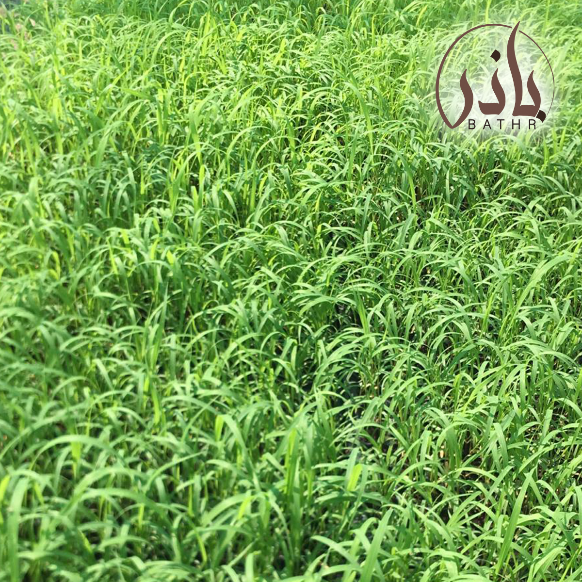 عشبة بلوبنك