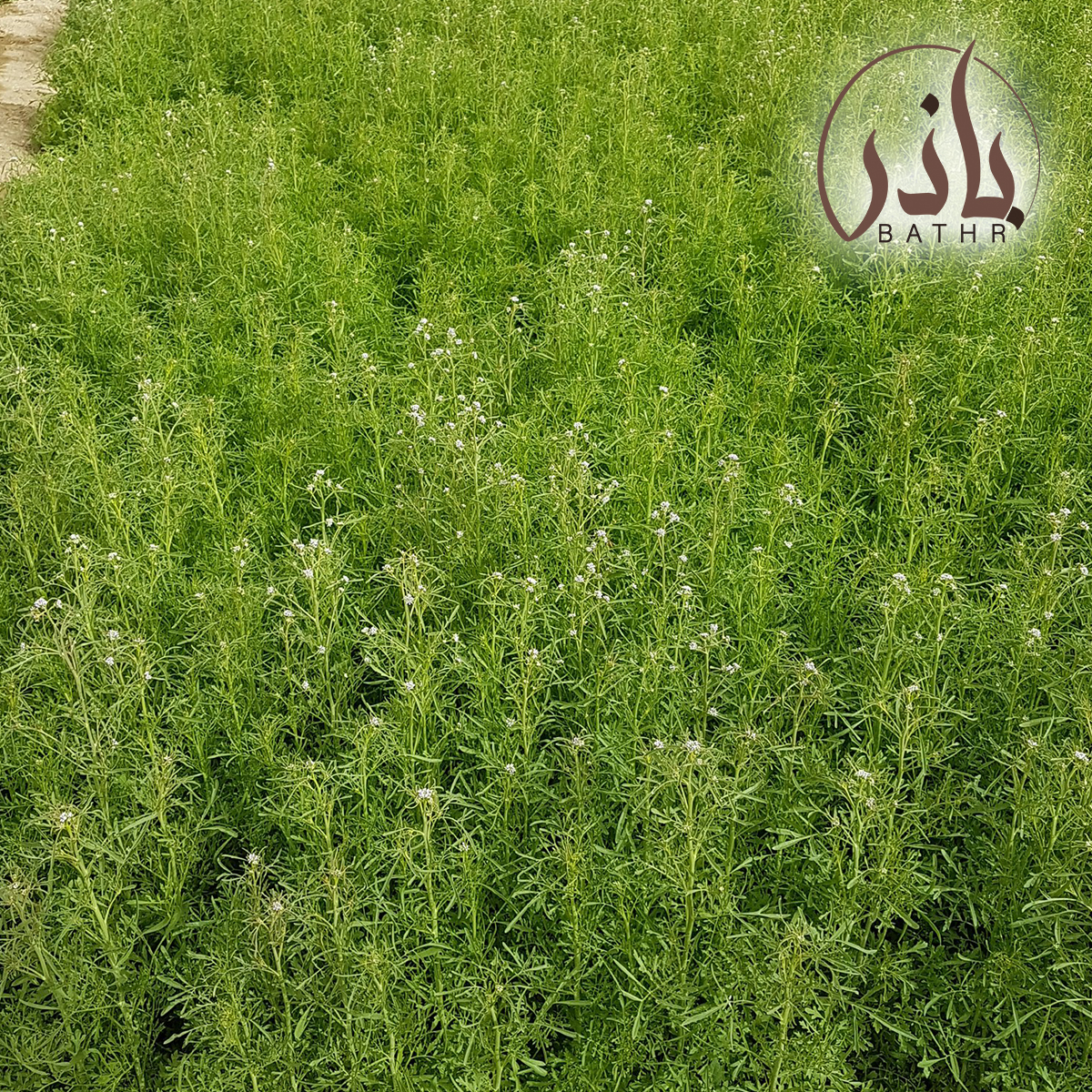 بذور حب الرشاد