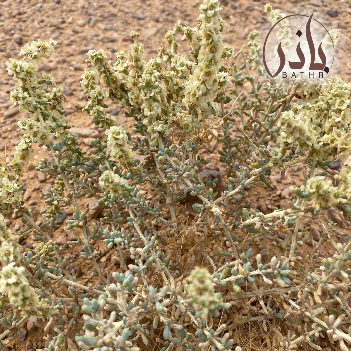 نبات الطحماء