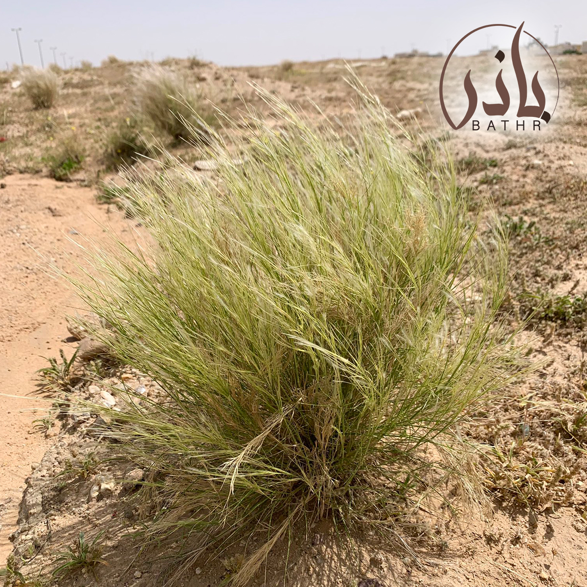 بذور عشبة النصي