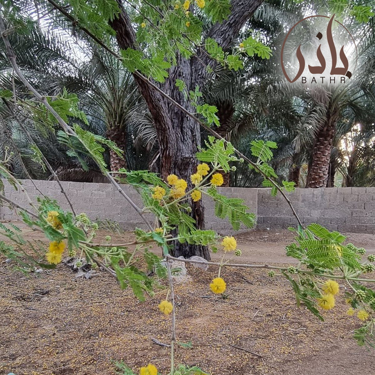 بذور السلم