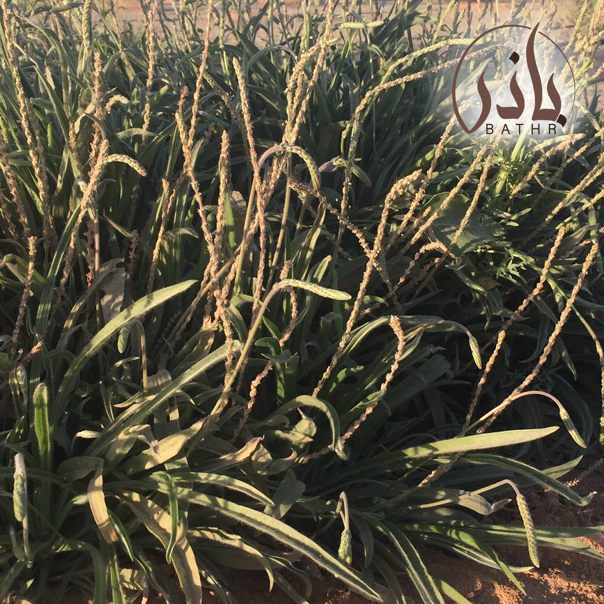 بذور عشبة الربلة