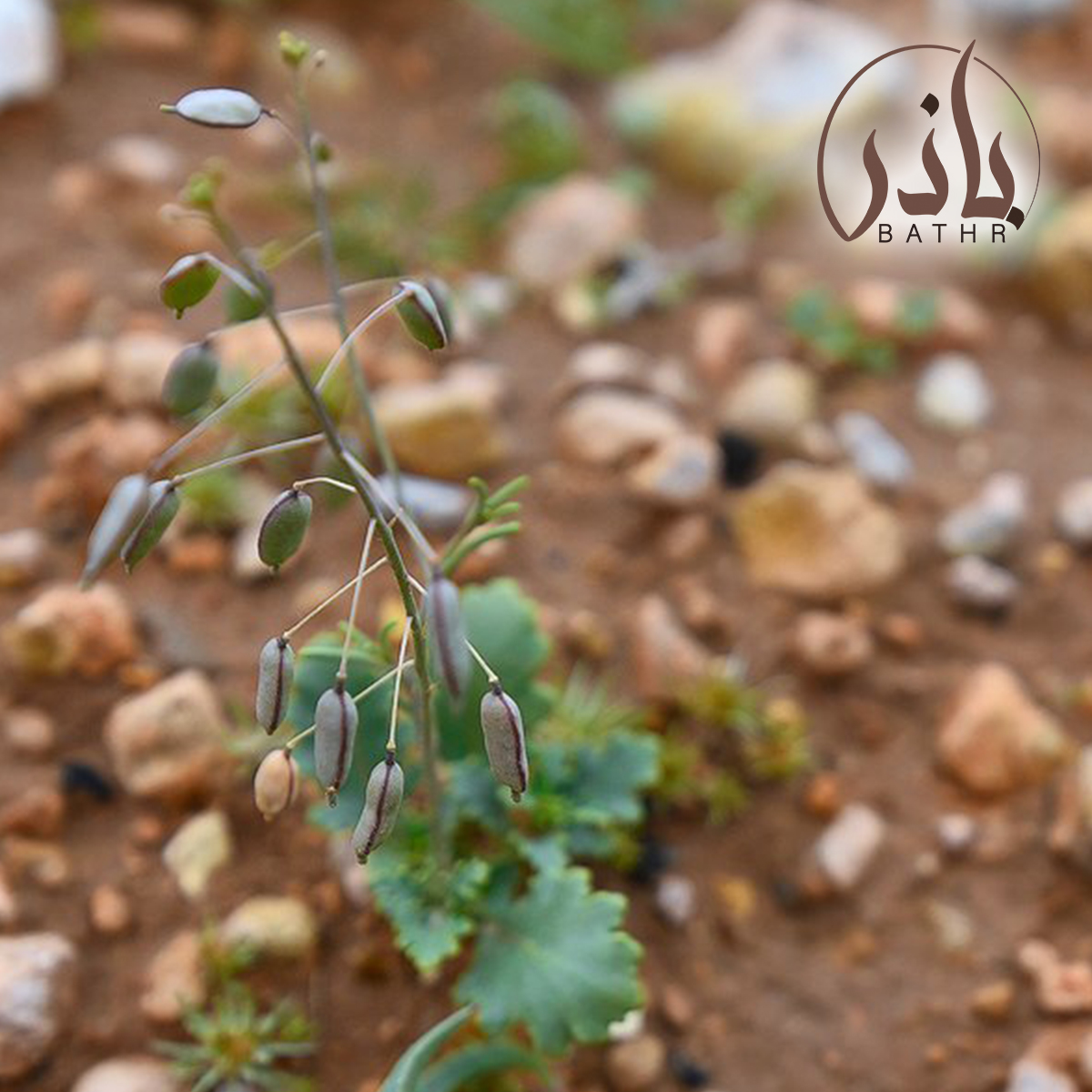 عشبة القليقلان