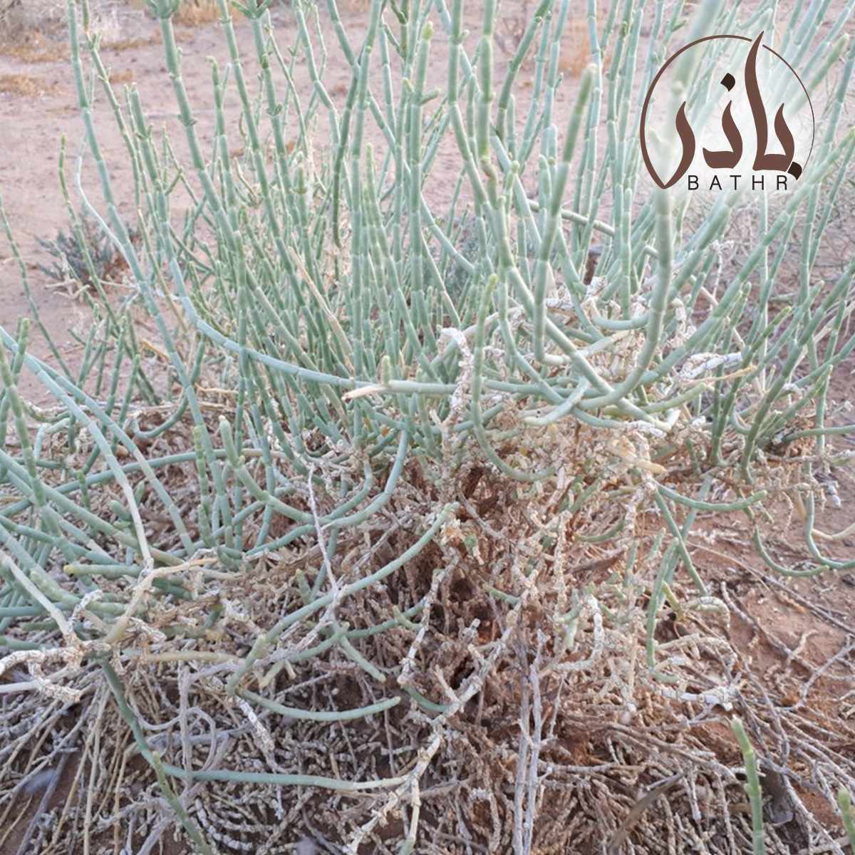 شكل نبات العجرم