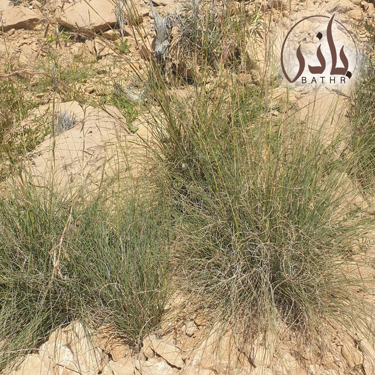 الصخبر