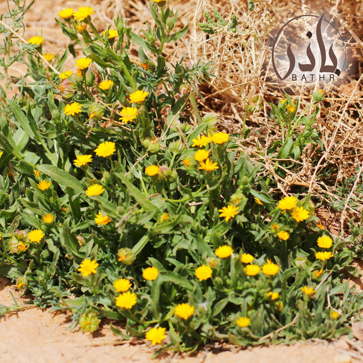 عشبة الحنوة