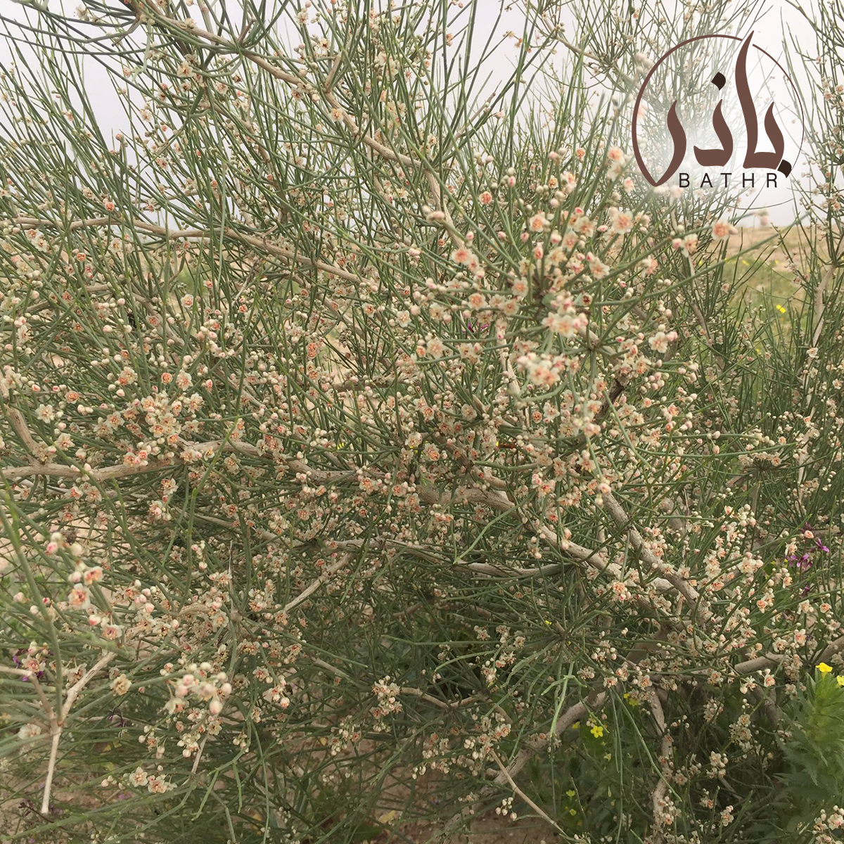 زهور الارطي