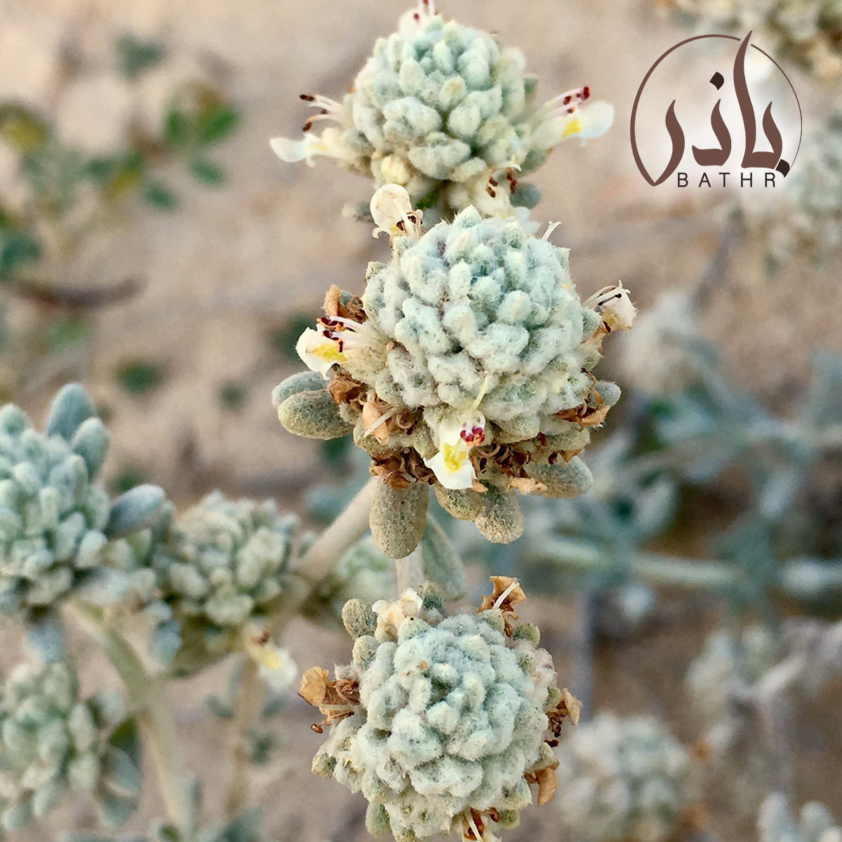 بذور الجعد