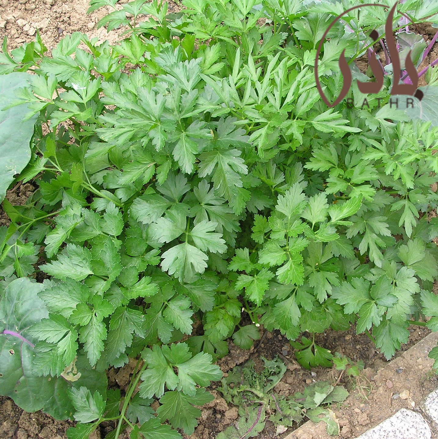 بذور البقدونس