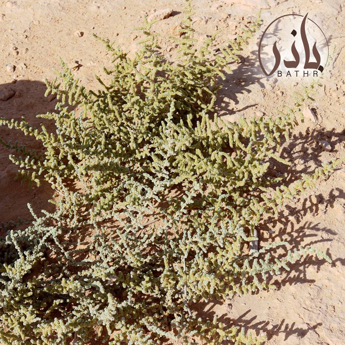بذور الفرس