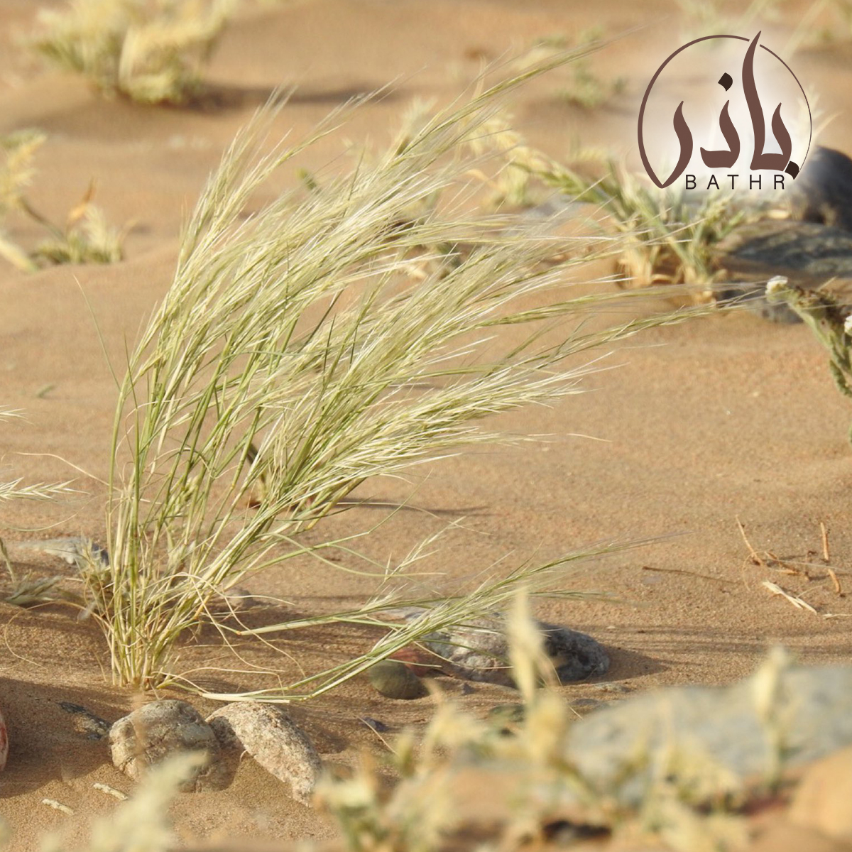 بذور عشبة النصي