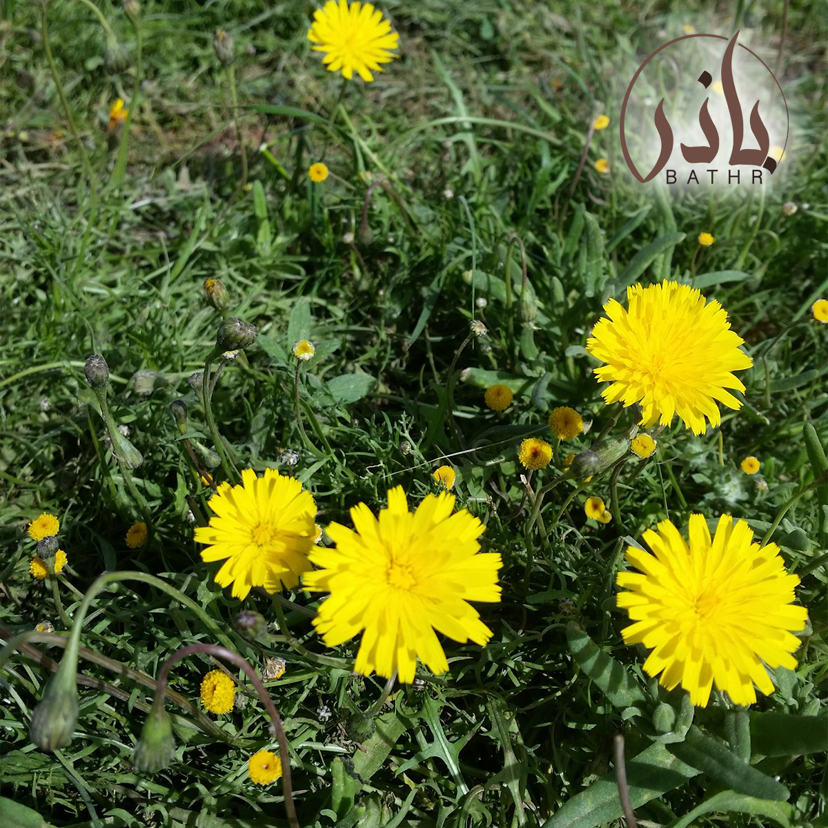 عشبة الجرجار