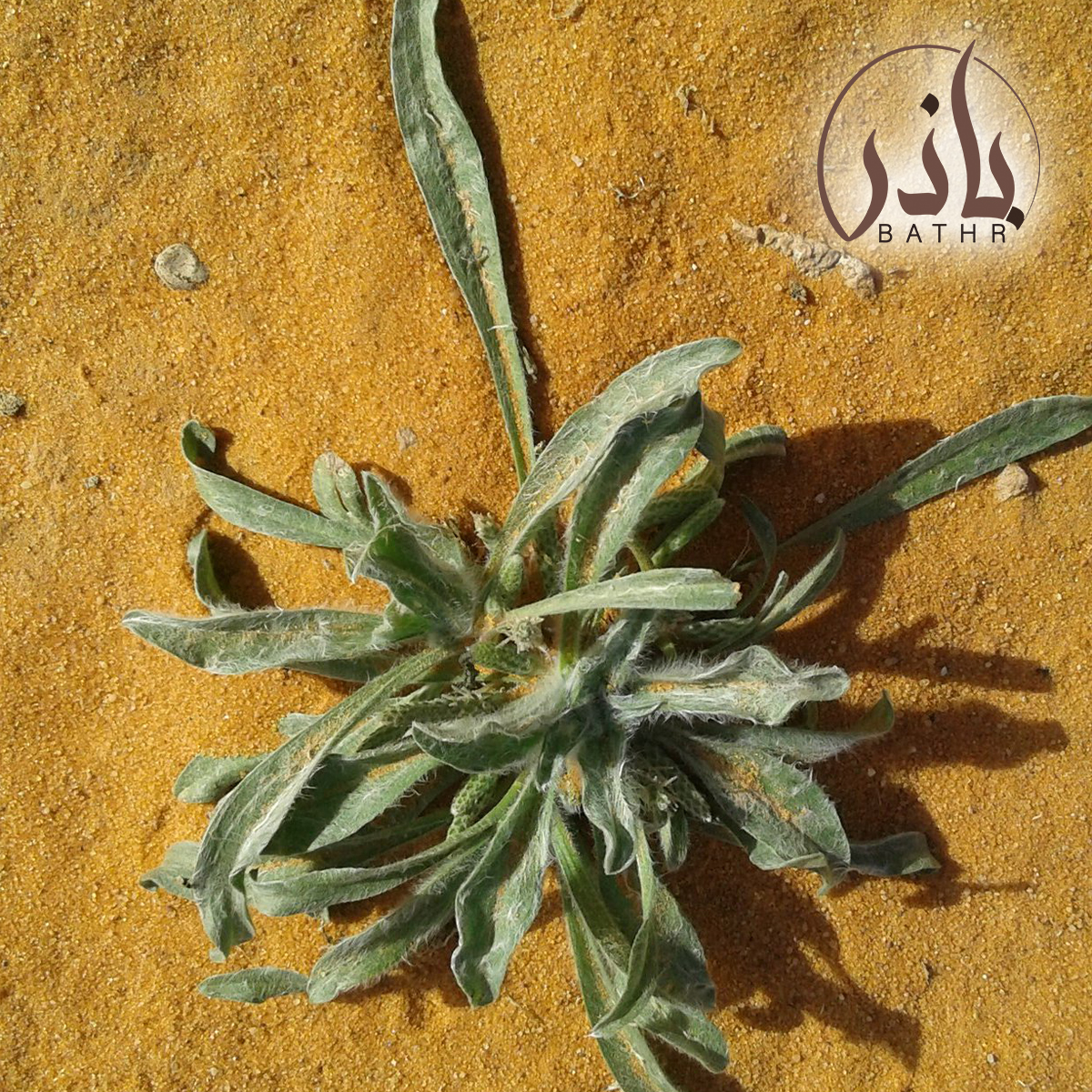 بذور عشبة الربلة