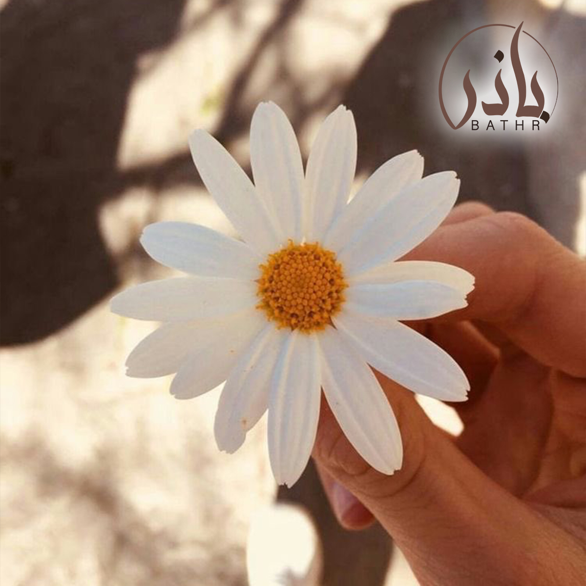 زهرة ال أقحوان البري