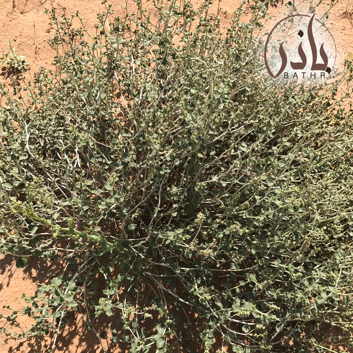 بذور نبات الكري