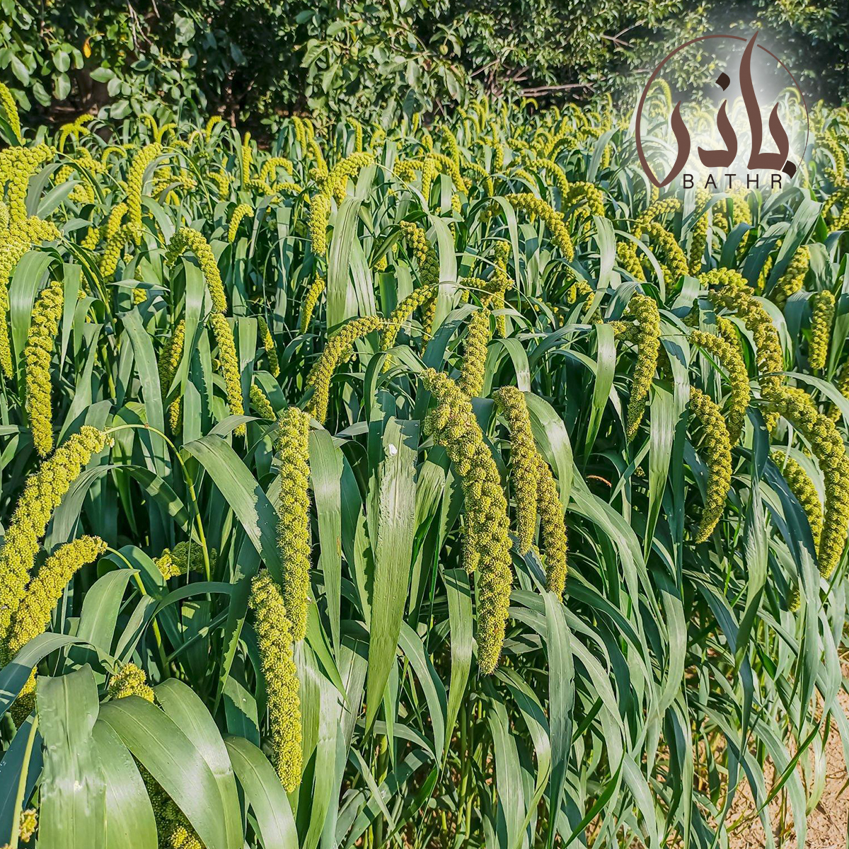 بذور الدخن الهندي