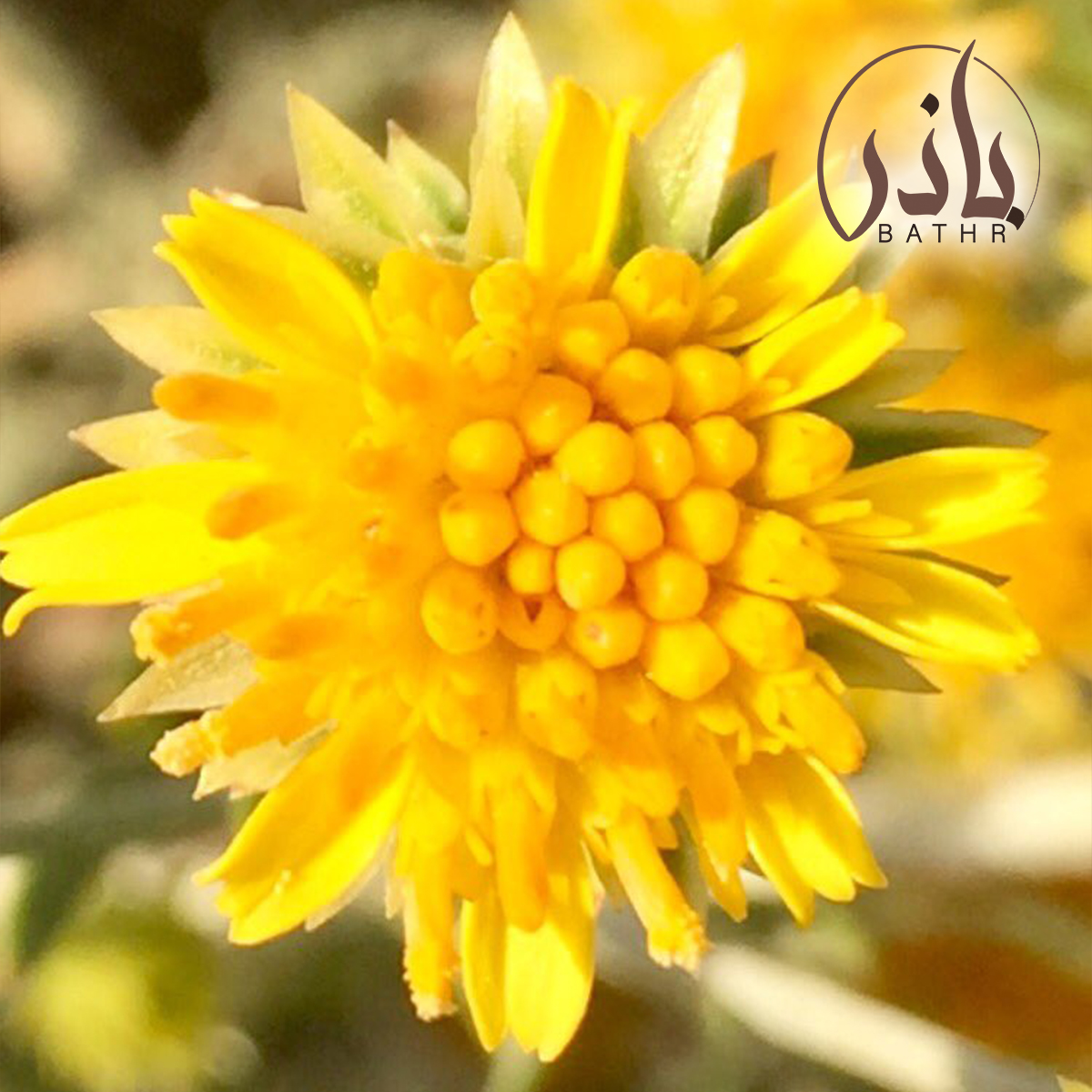 بذور نبات العرفج