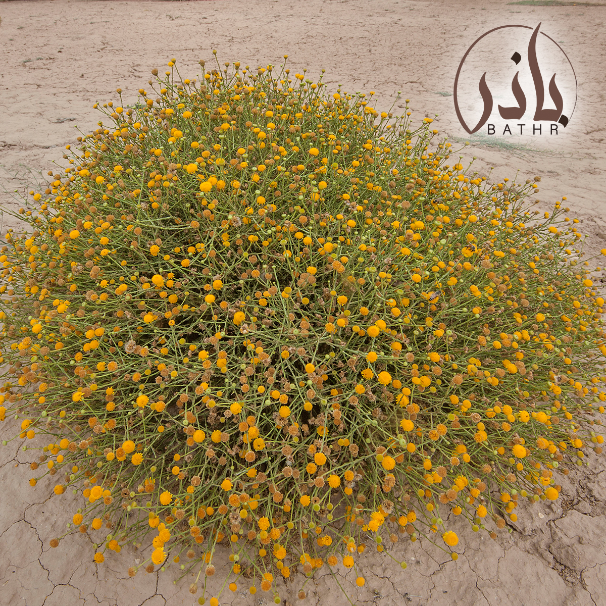 بذور الجثجاث