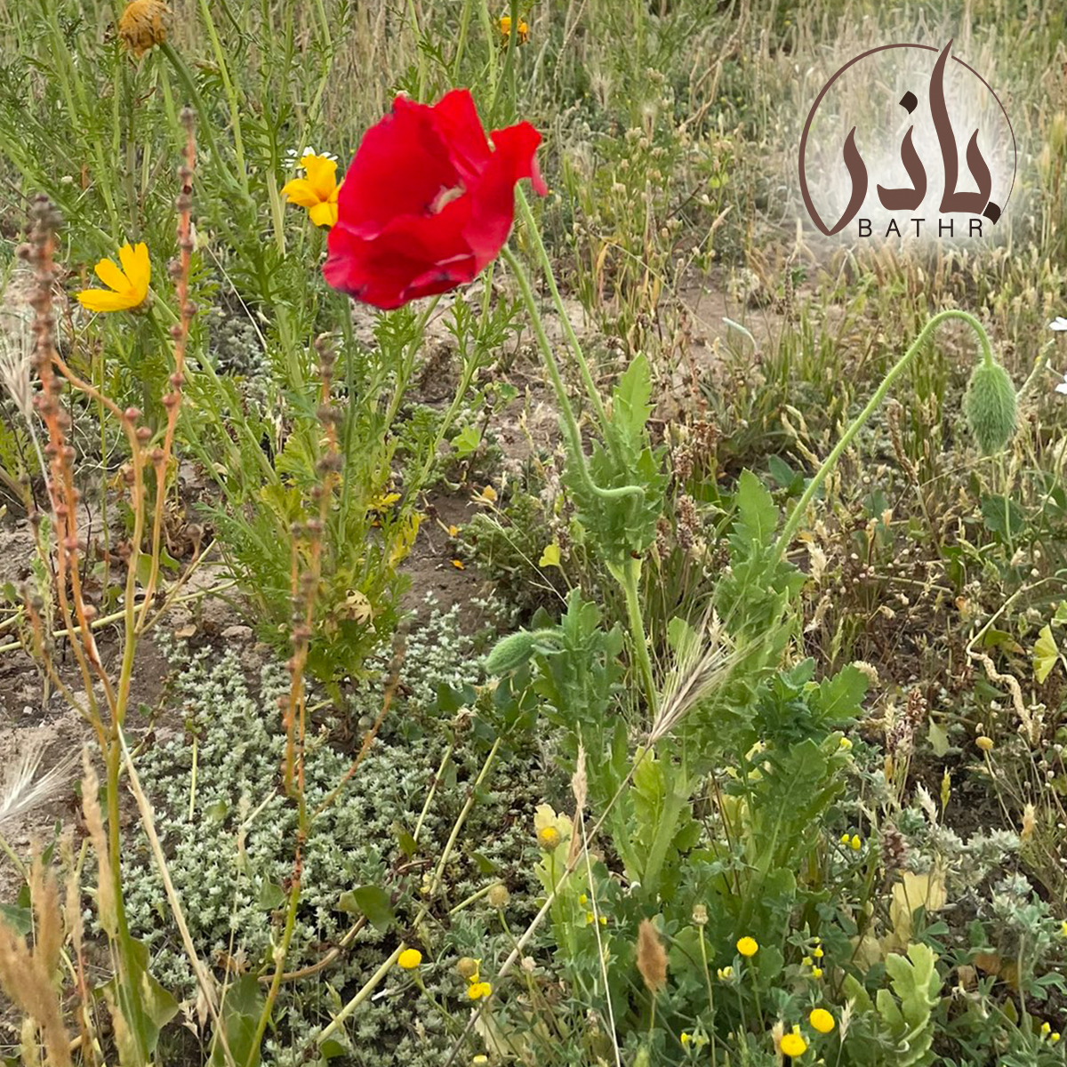 بذور الديدحان