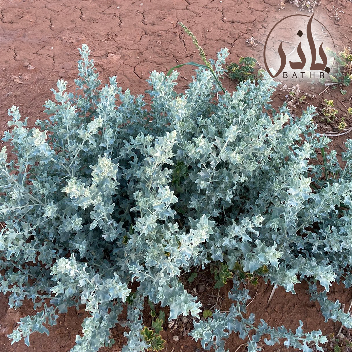 الرغل