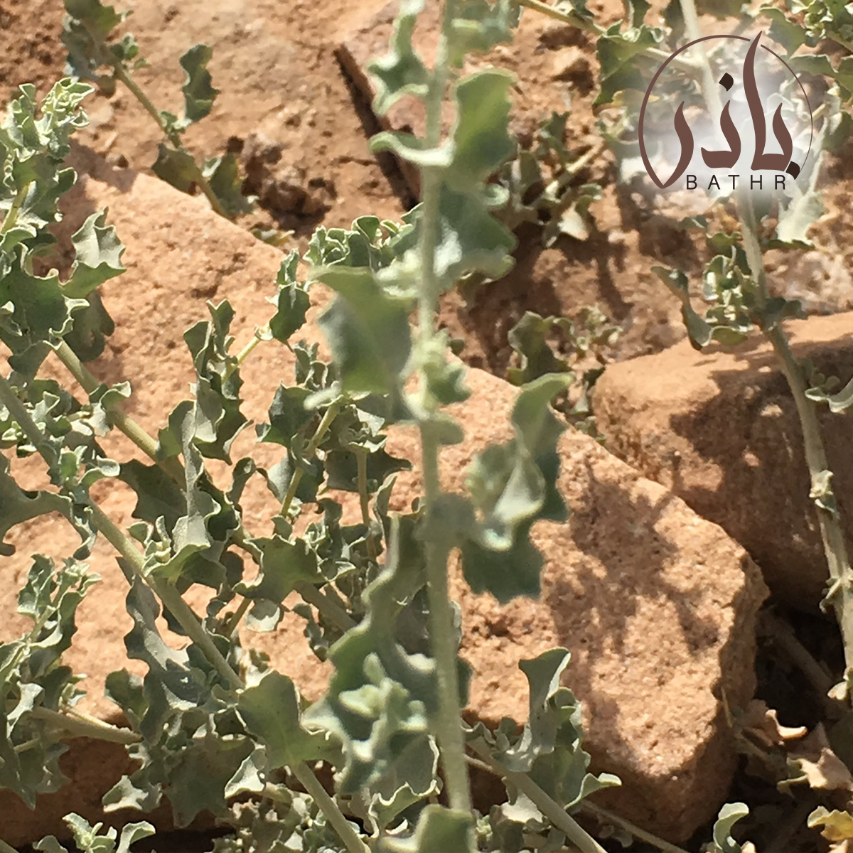 الرغل