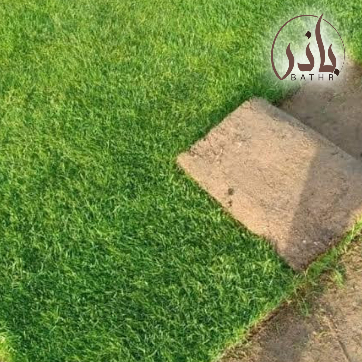 بذور الثيّل
