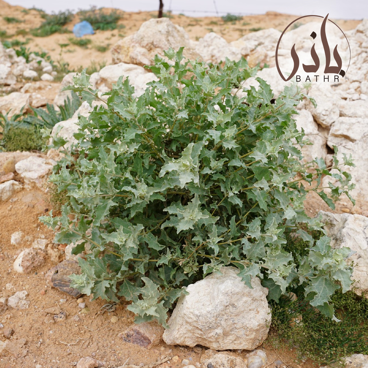 الرغل