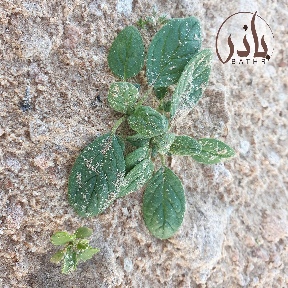 بذور الارقة - الجريد