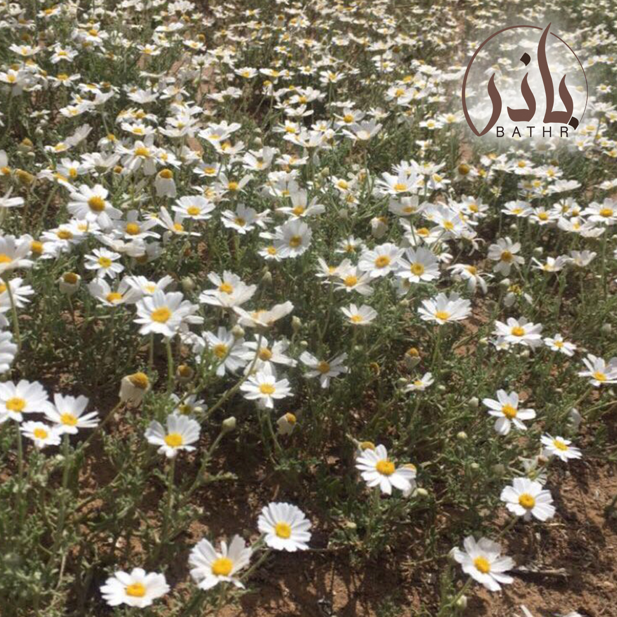 نبات الاقحوان البري