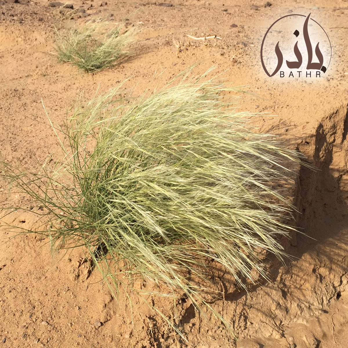بذور عشبة النصي