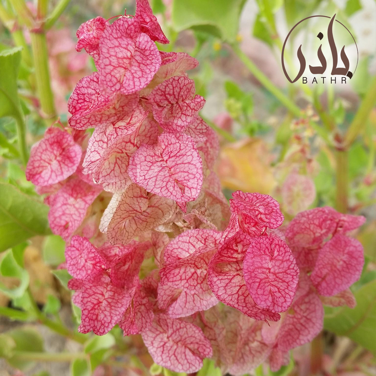 بذور عشبة الحميض