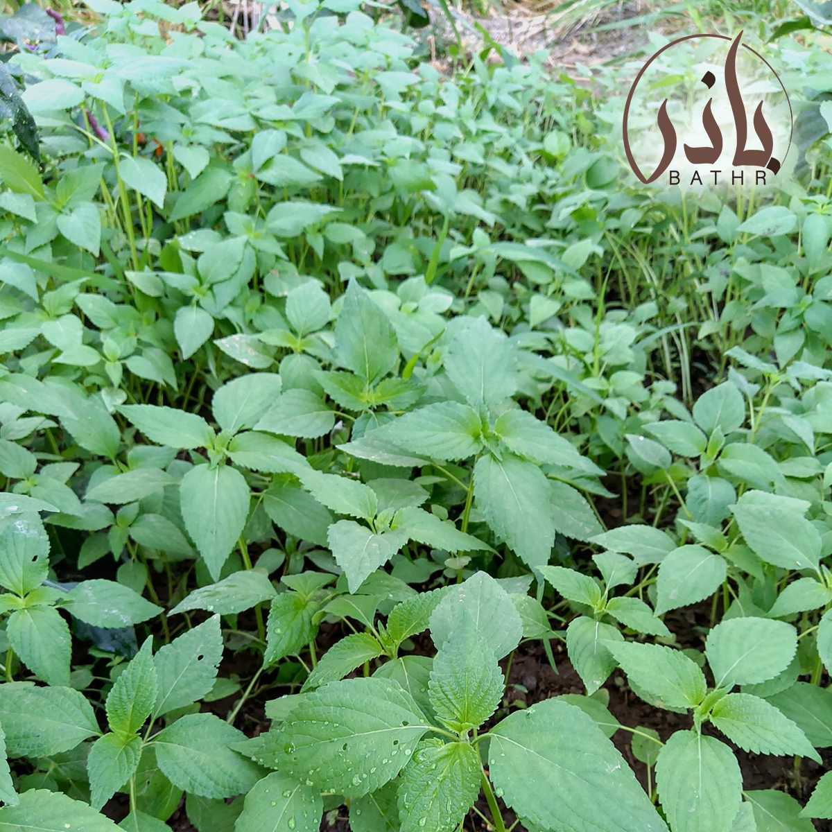 بذور الشيا