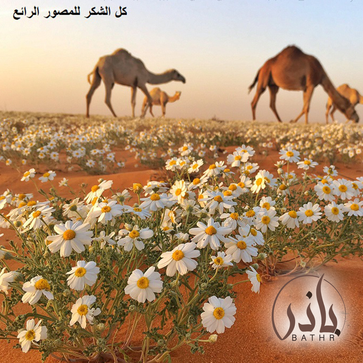 اين تباع بذور الاقحوان البري