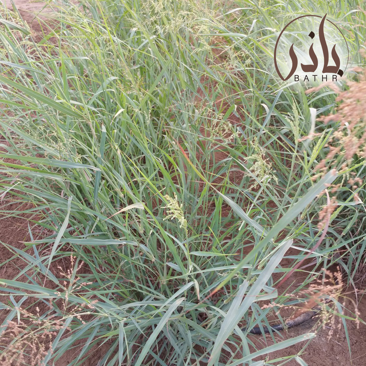 بلوبنك